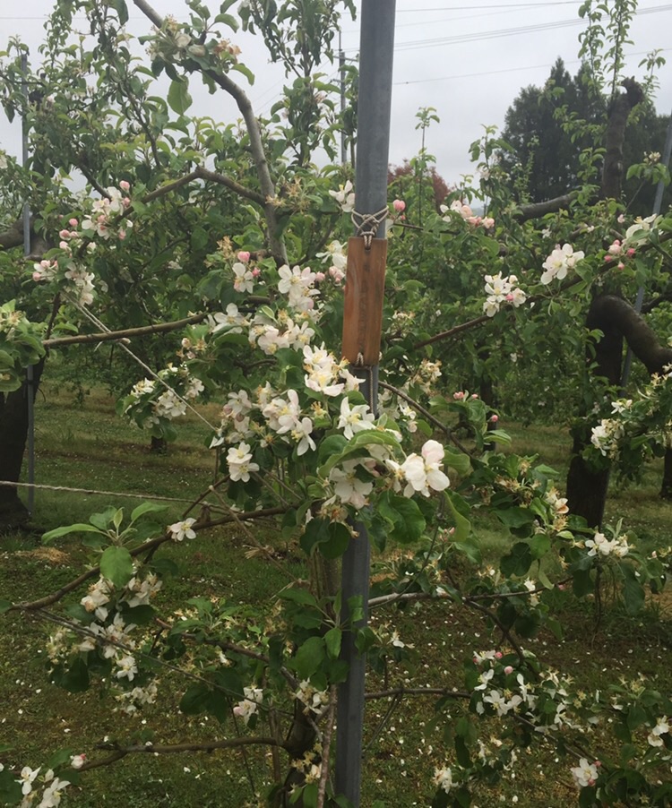 グロワールの希望のりんご苗